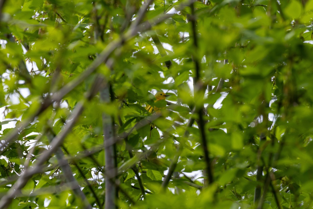 Yellow Warbler - Matt Newman