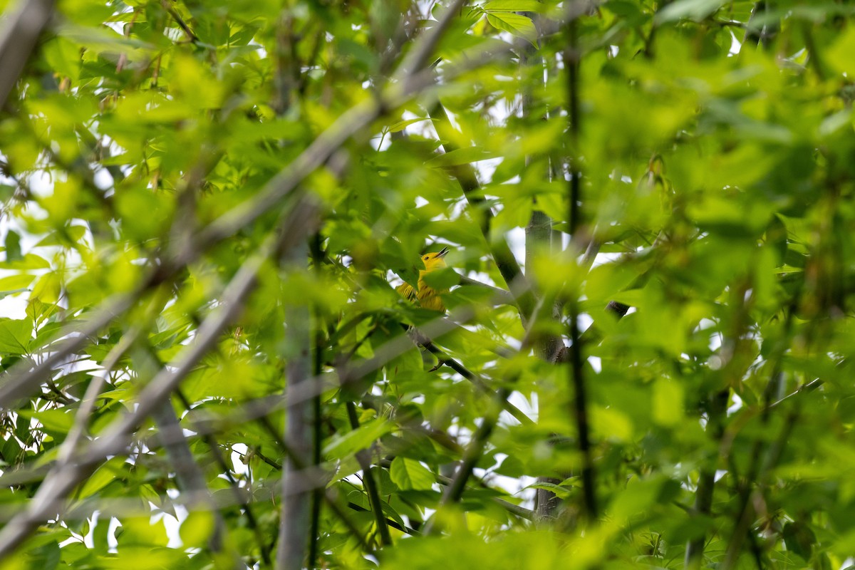 Yellow Warbler - Matt Newman