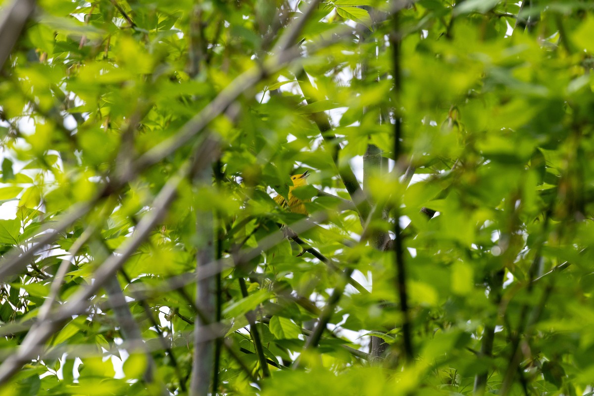 Yellow Warbler - Matt Newman