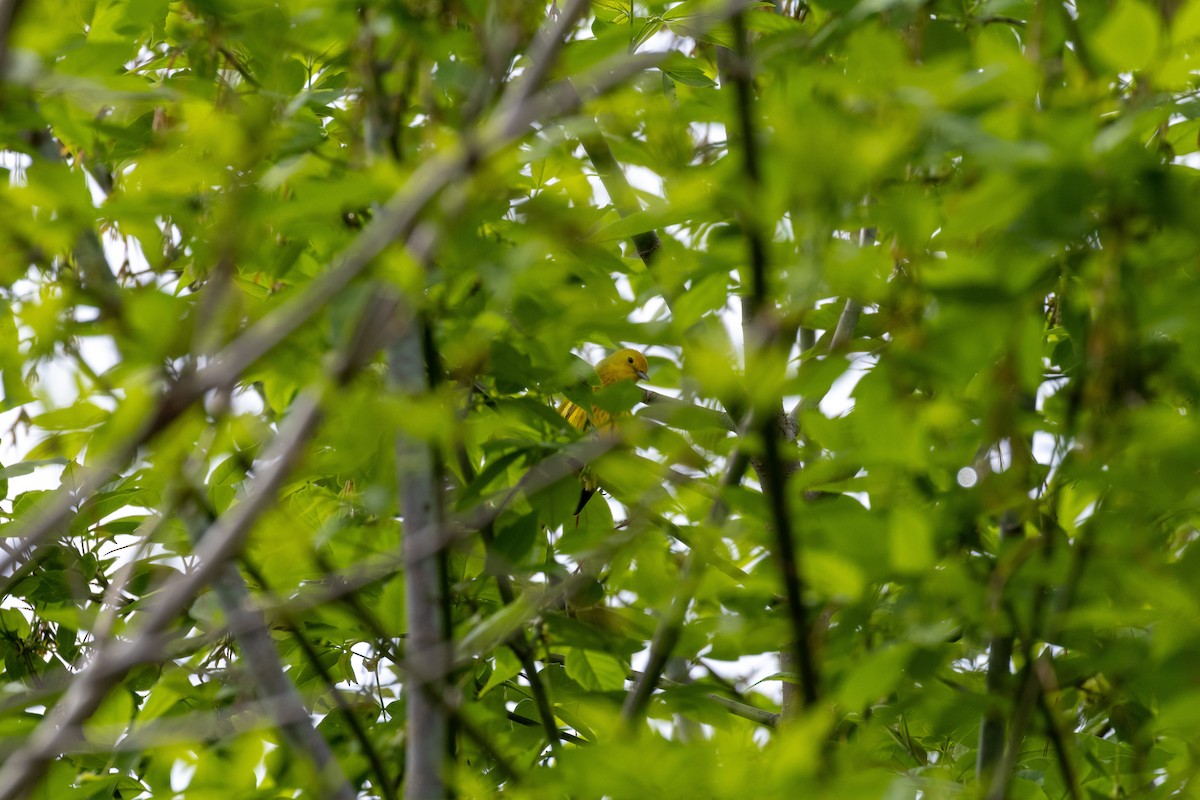 Yellow Warbler - Matt Newman