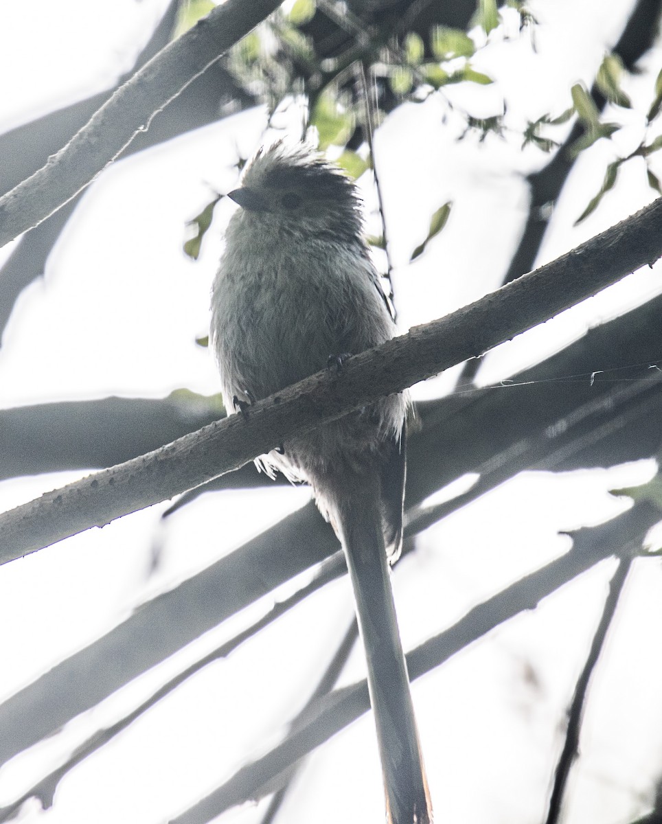 Long-tailed Tit - Will Hofacker