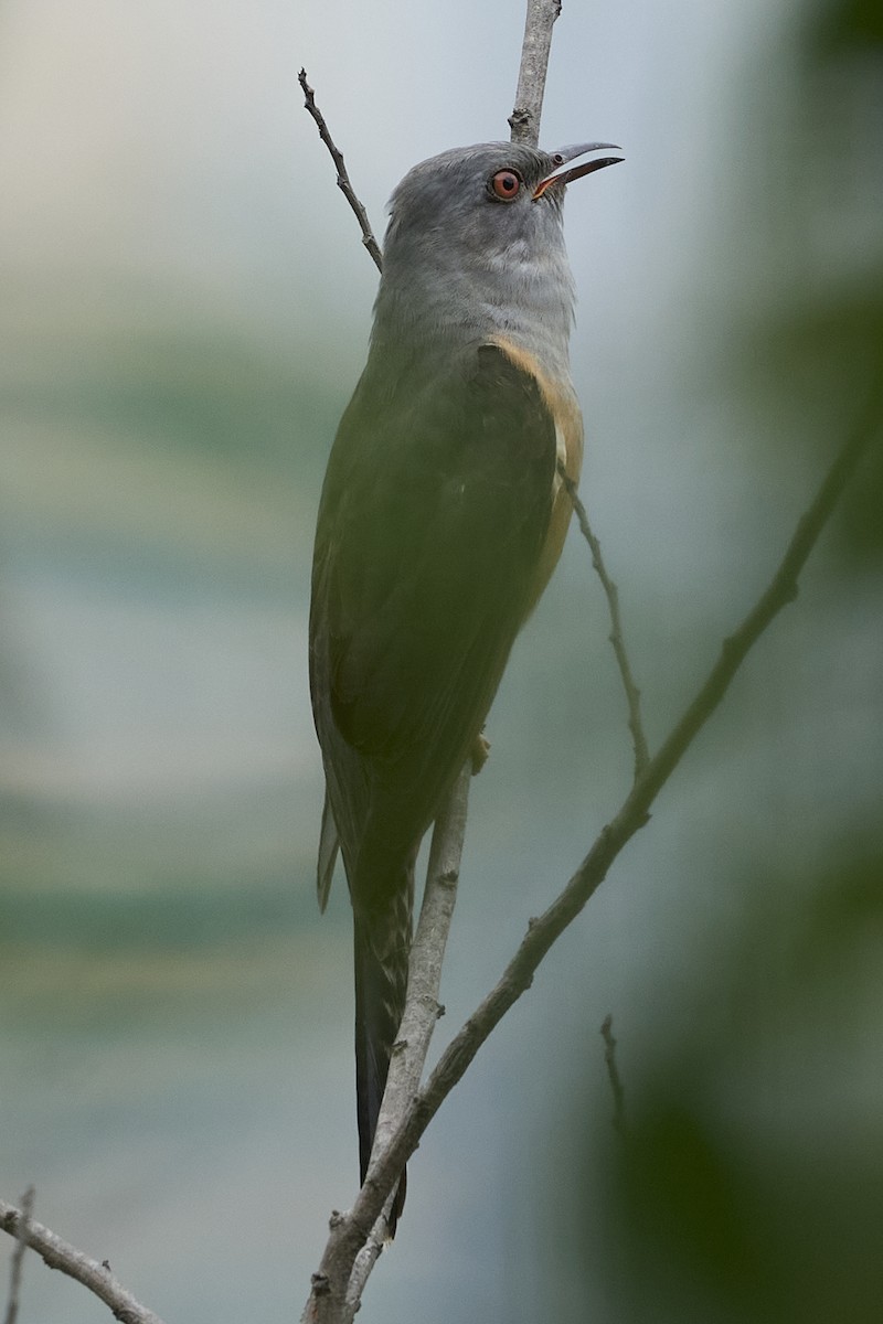 Plaintive Cuckoo - ML618484864