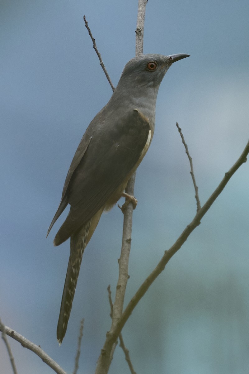 Plaintive Cuckoo - ML618484873