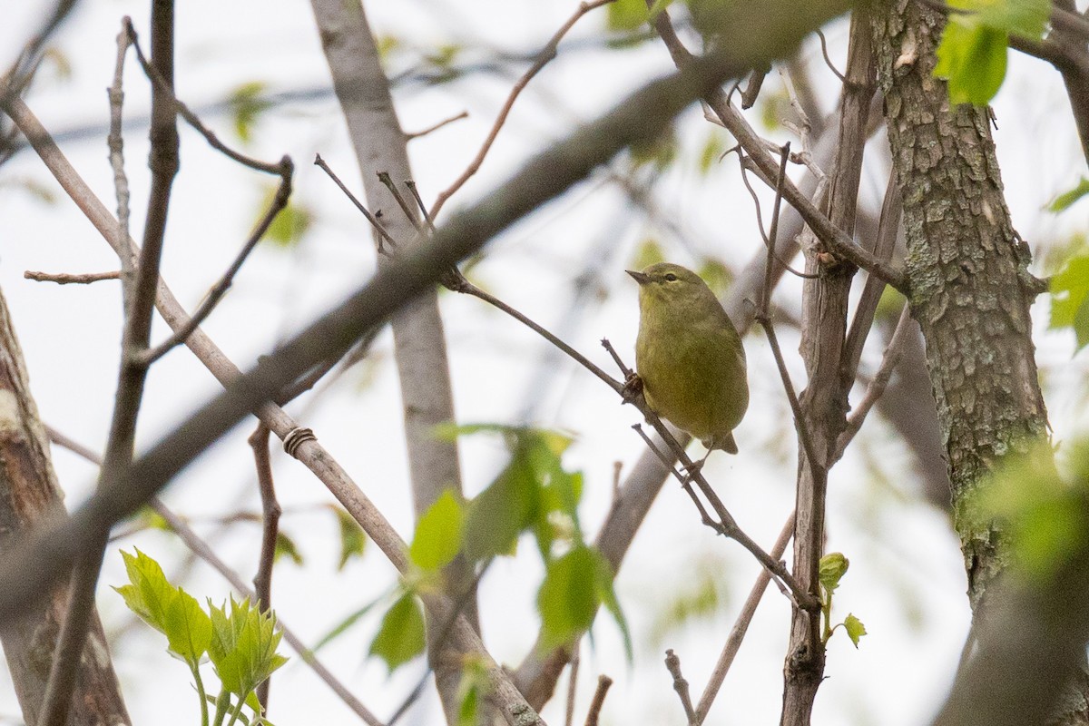 Orange-crowned Warbler - Matt Newman