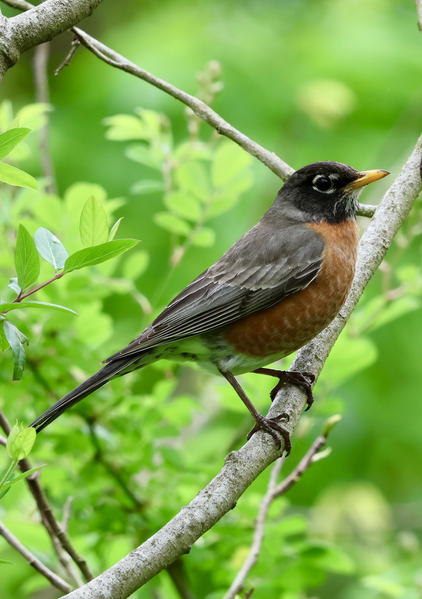 American Robin - ML618484878