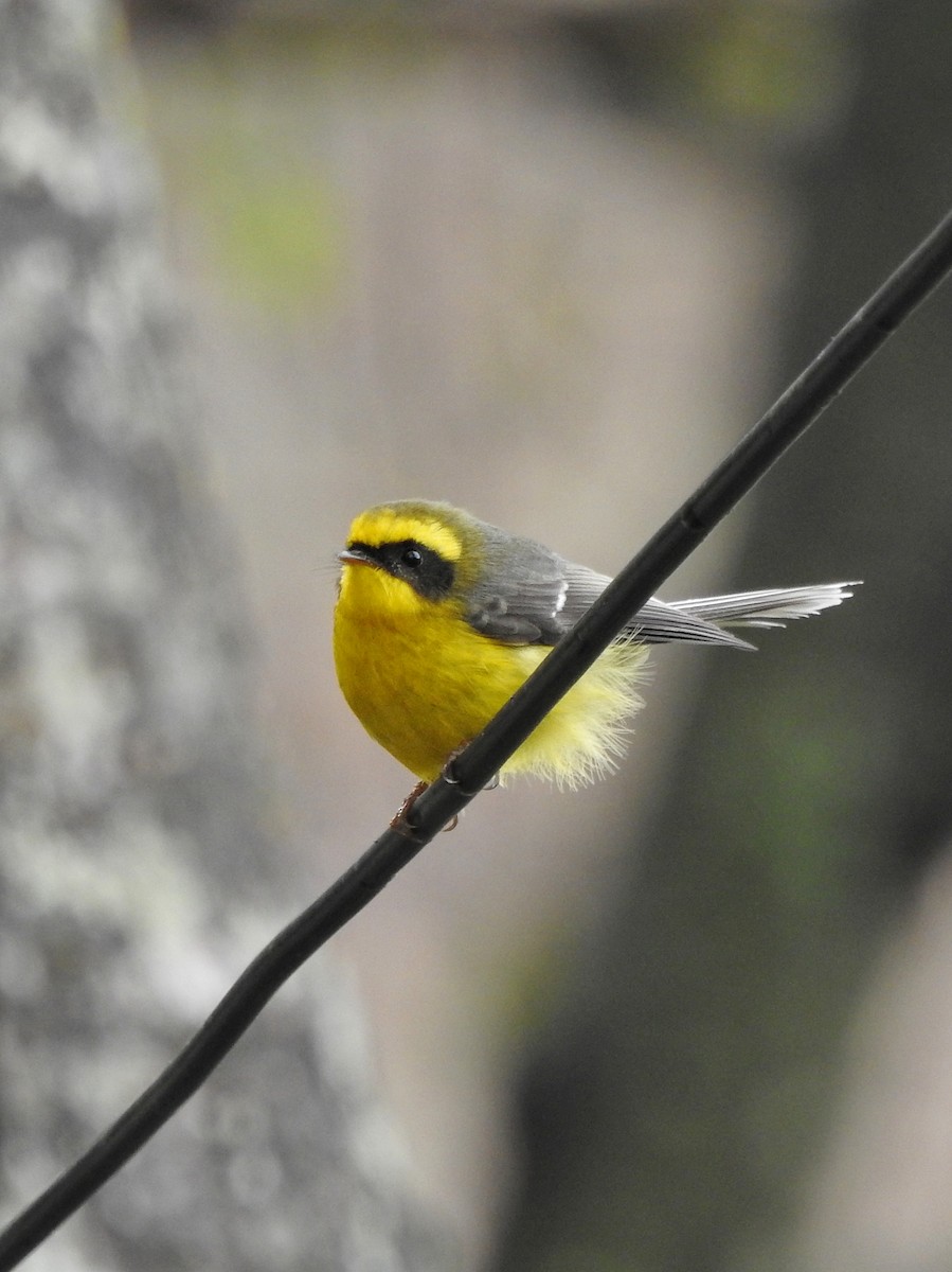 Yellow-bellied Fairy-Fantail - ML618484887