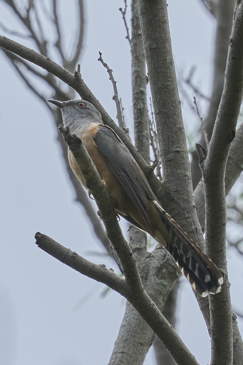 Plaintive Cuckoo - ML618484891