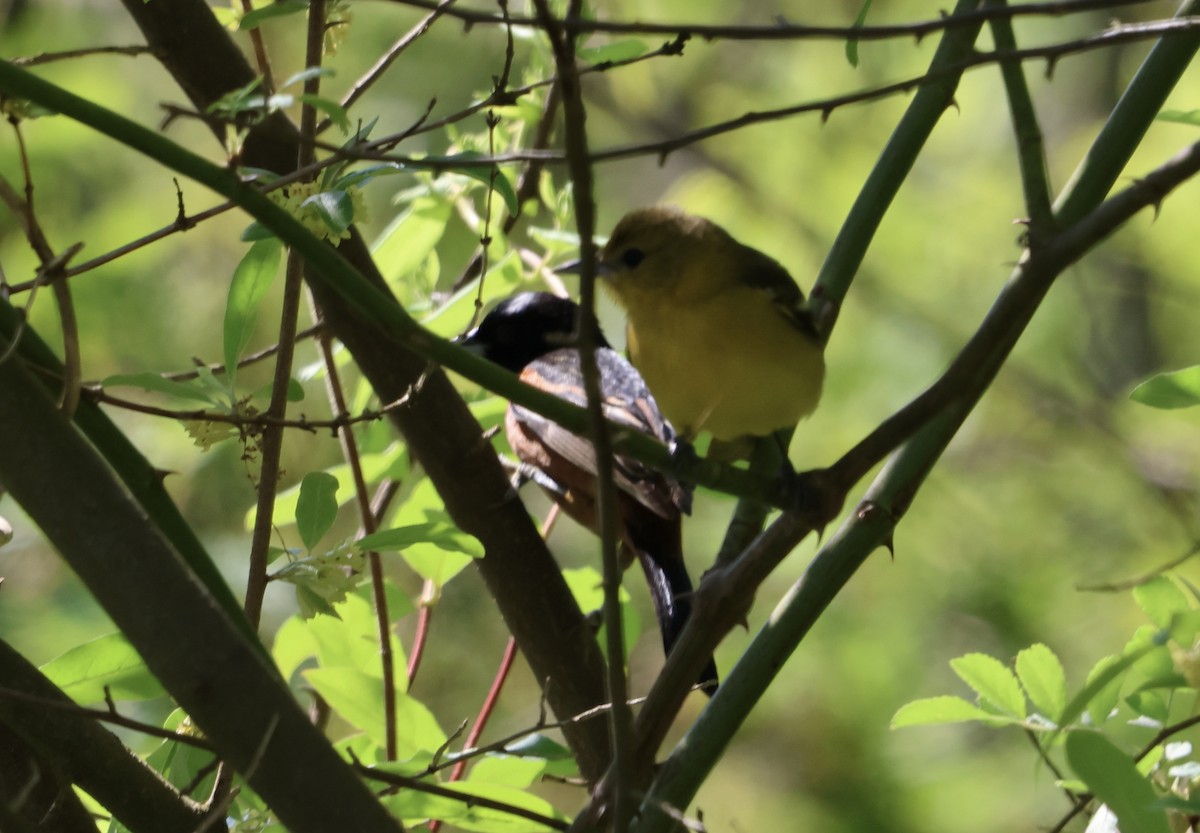 Orchard Oriole - ML618484910