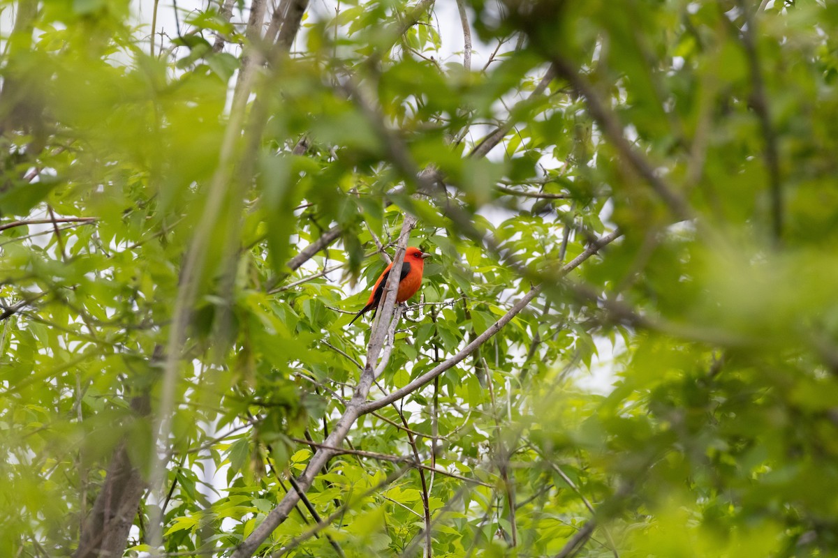 Scarlet Tanager - Matt Newman