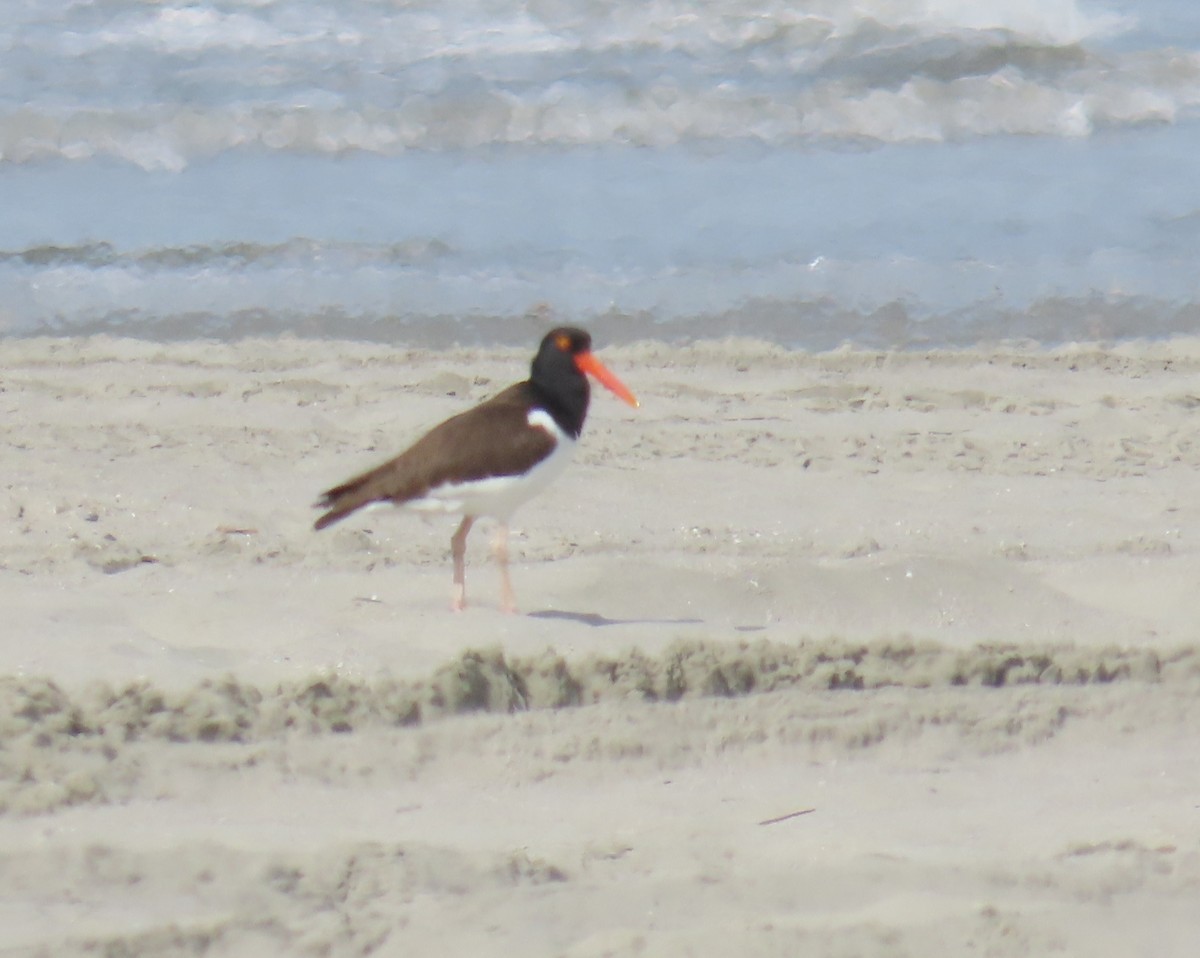 American Oystercatcher - ML618484920