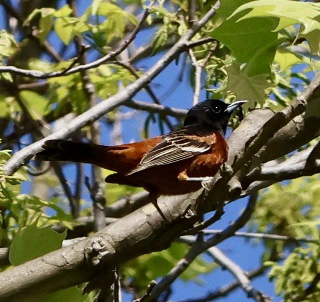 Orchard Oriole - ML618484957