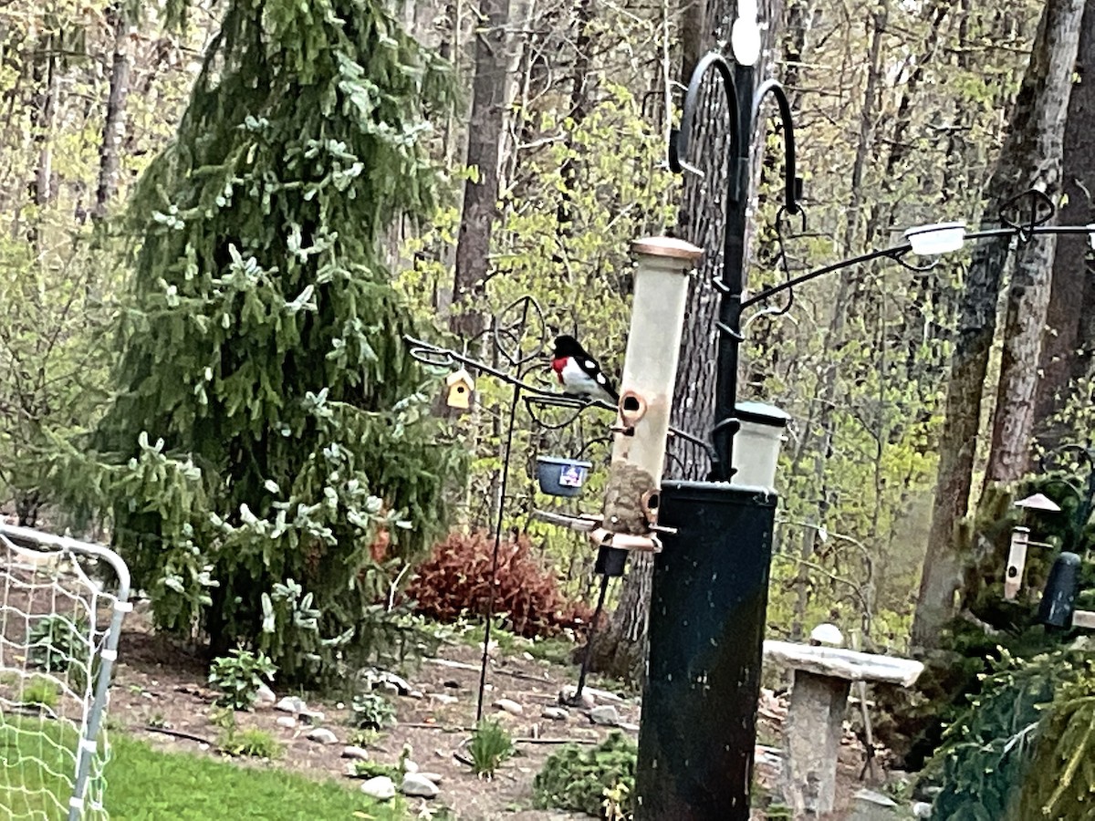 Rose-breasted Grosbeak - Sahil Asnaani