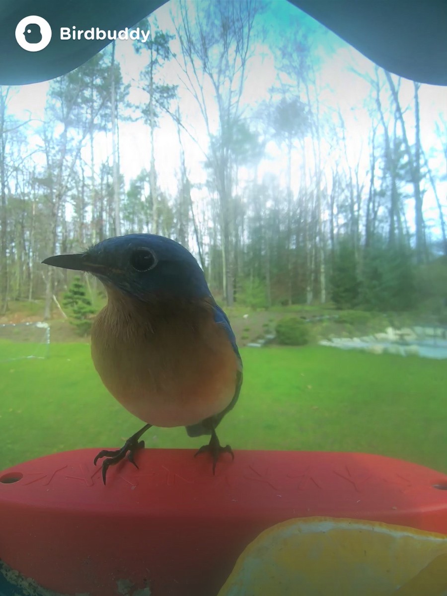 Eastern Bluebird - Sahil Asnaani