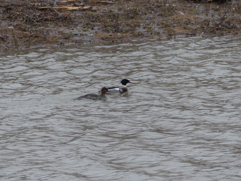 Red-breasted Merganser - Konrad Temlitz