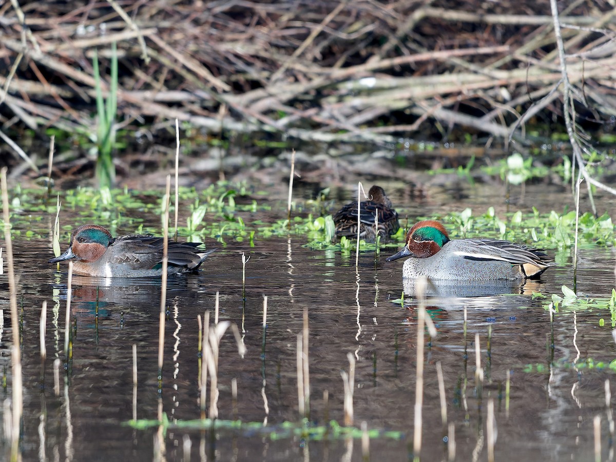 Green-winged Teal (American) - ML618485038