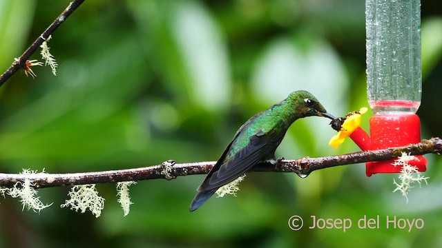 Grünstirn-Brillantkolibri - ML618485039