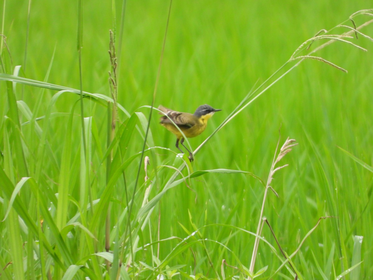 Eastern Yellow Wagtail (Manchurian) - ML618485056