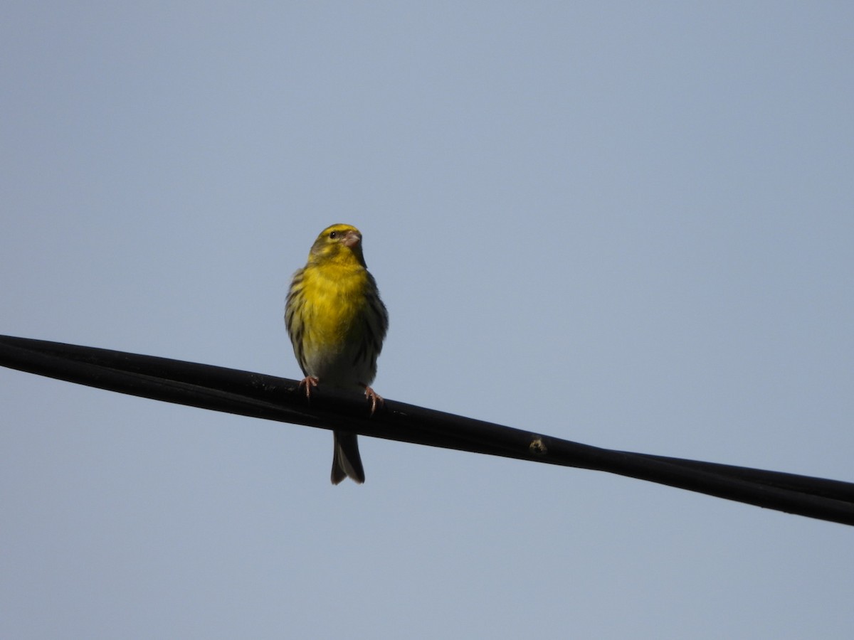 European Serin - Monika Czupryna