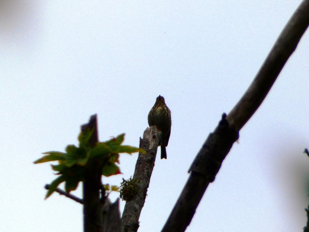 Song Sparrow - ML618485085