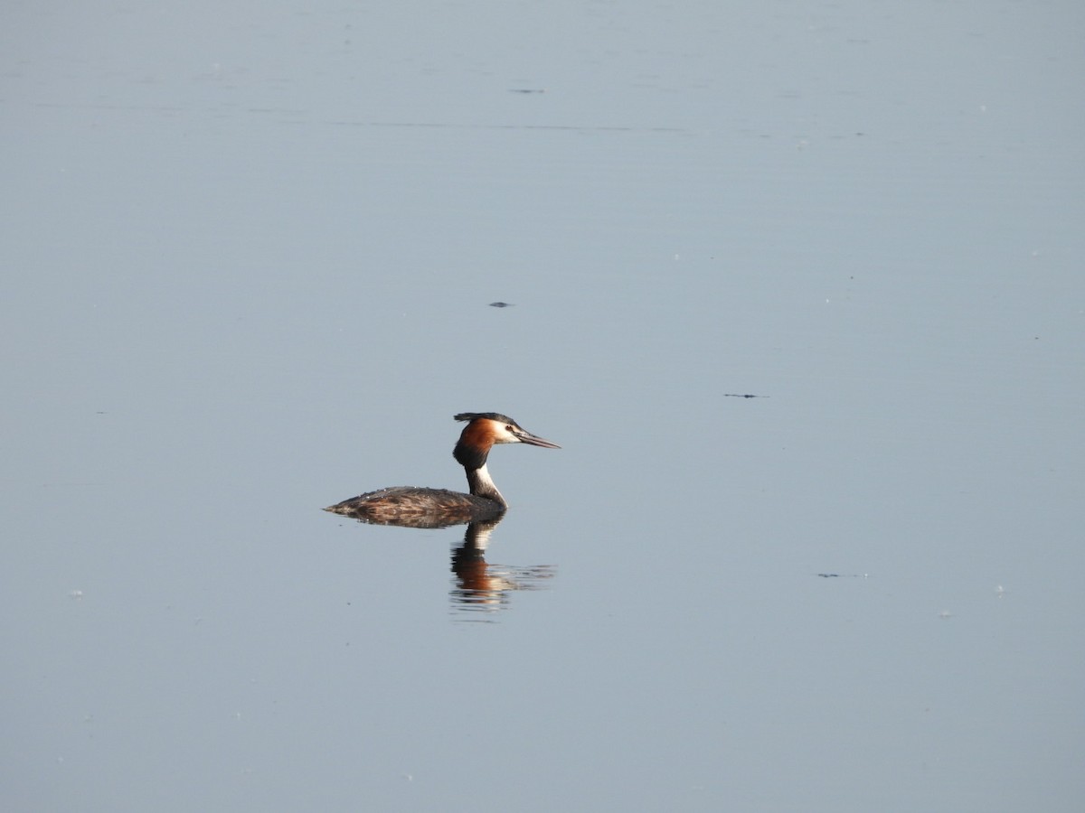 Great Crested Grebe - ML618485101