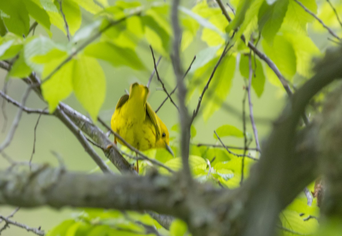 Yellow Warbler - Liz Pettit