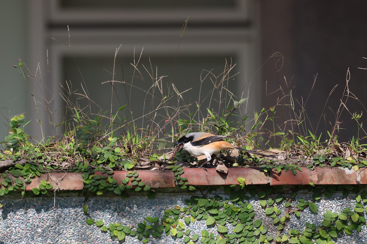 Long-tailed Shrike (schach) - ML618485123