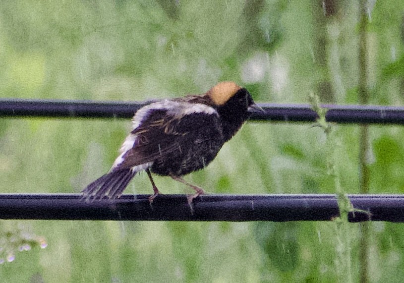 Bobolink - ML618485134