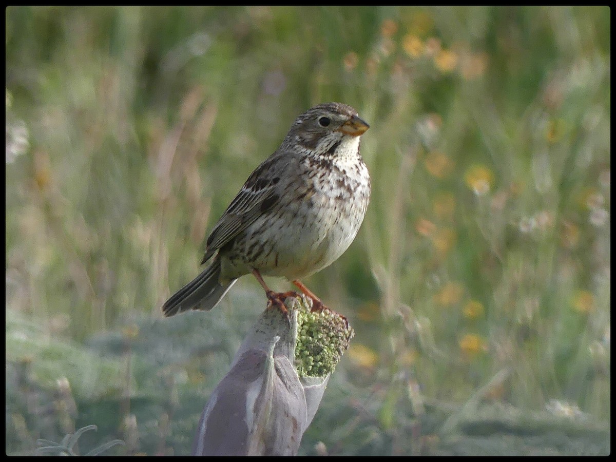 Corn Bunting - Tino Fernandez