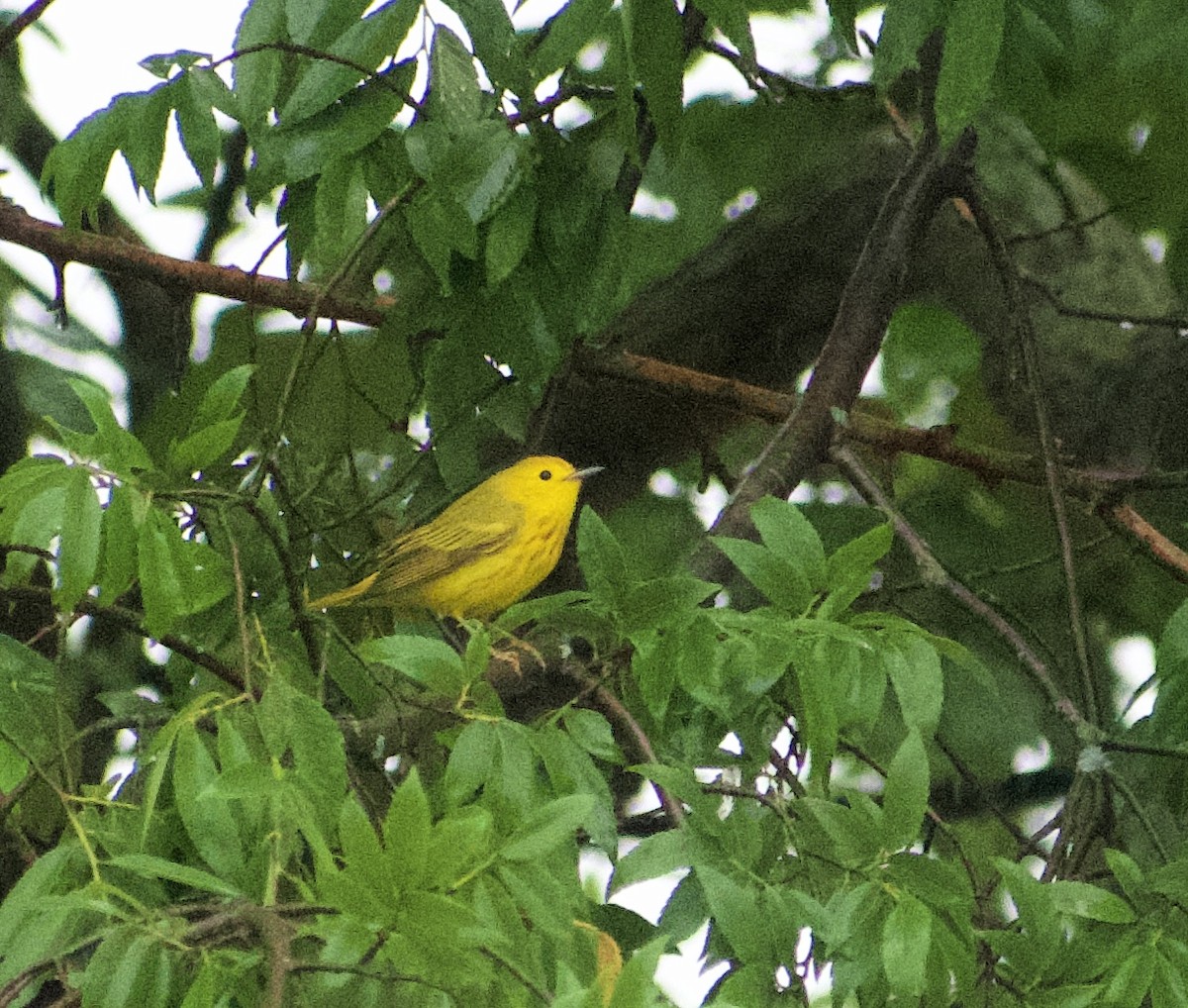Northern Yellow Warbler - ML618485147