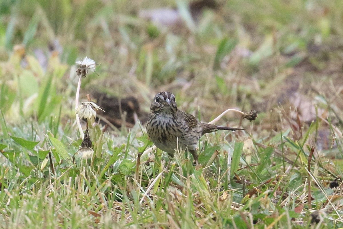 Lincoln's Sparrow - ML618485168