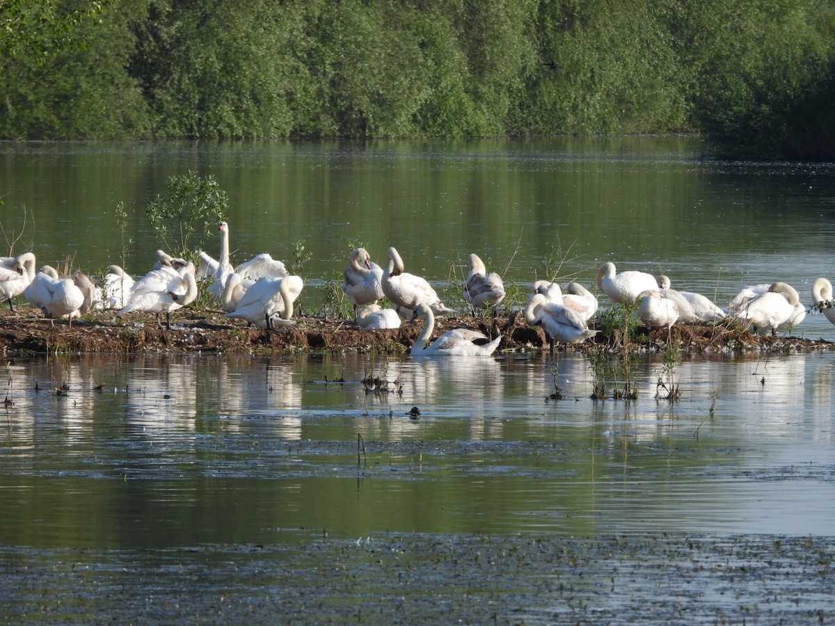 Mute Swan - ML618485179