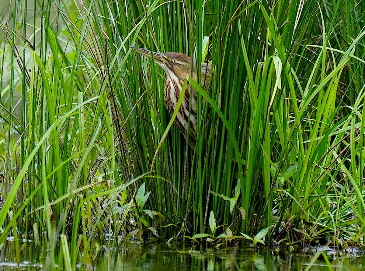 American Bittern - ML618485195