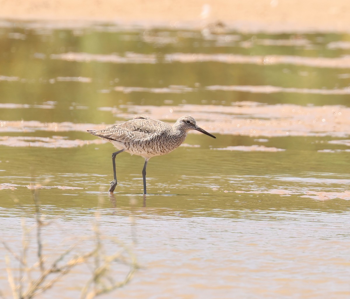 Willet - Jill Casperson