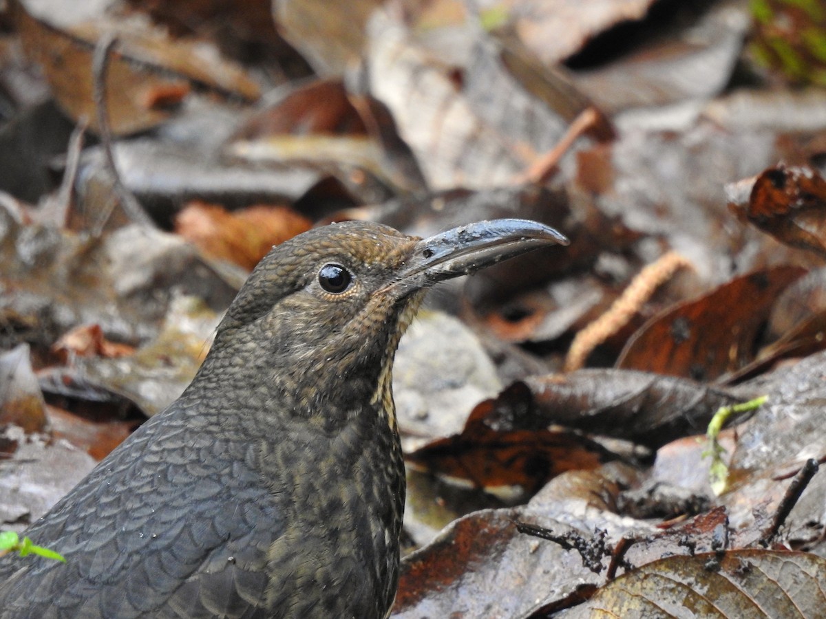 Long-billed Thrush - ML618485208