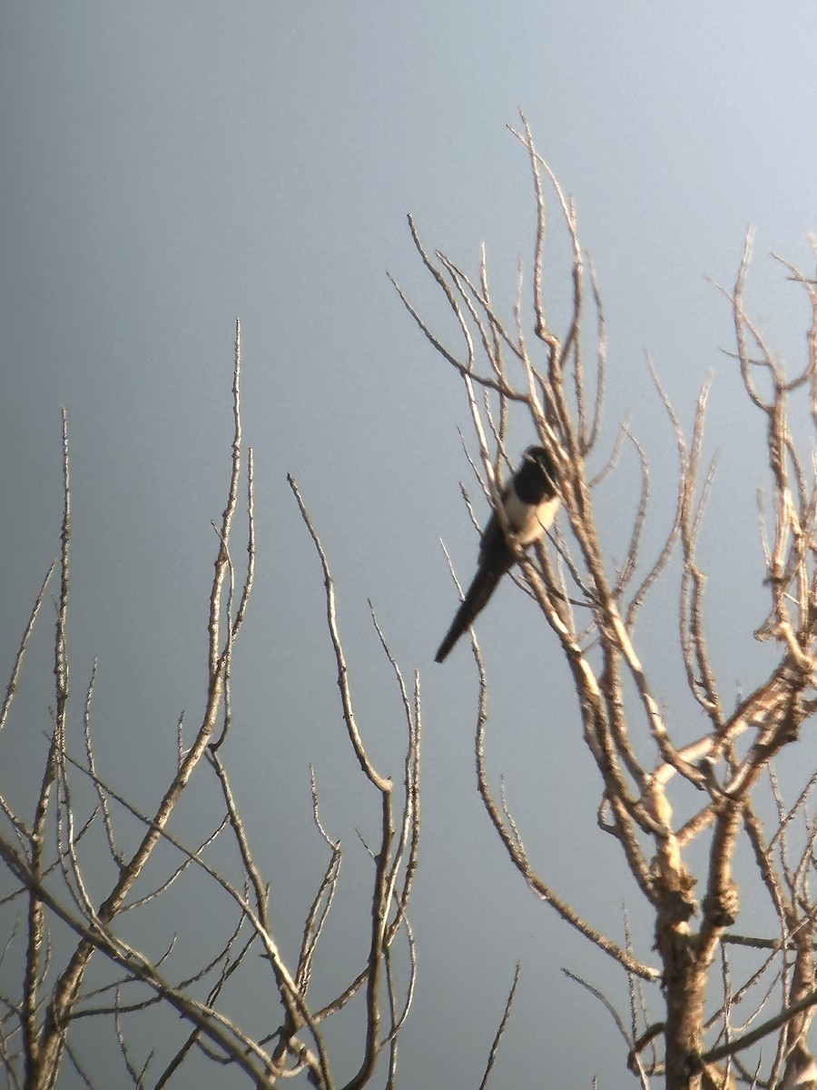 Black-billed Magpie - David Scott