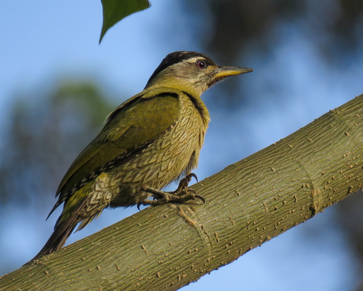 Streak-throated Woodpecker - Susantha Weerappuli