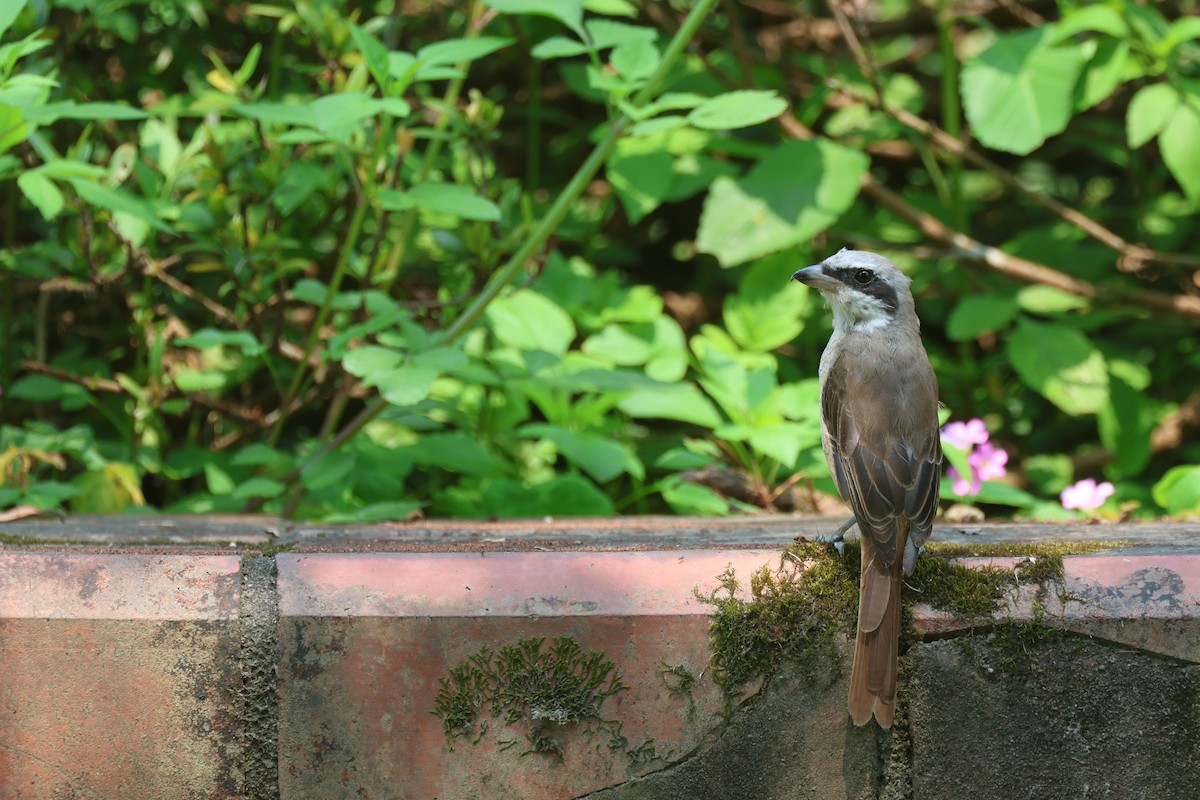 Brown Shrike (Philippine) - Chi-Hsuan Shao