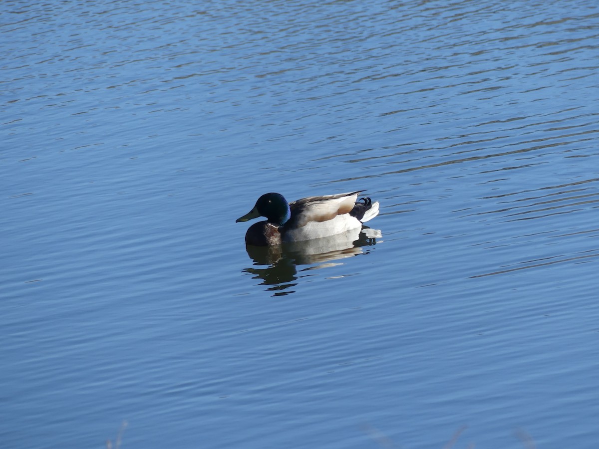 Mallard - Konrad Temlitz