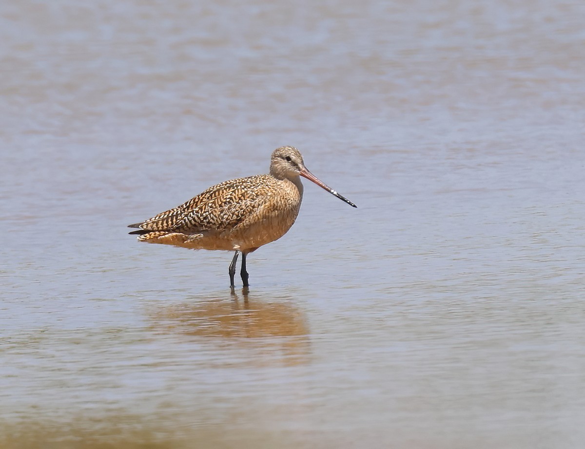 Marbled Godwit - Jill Casperson