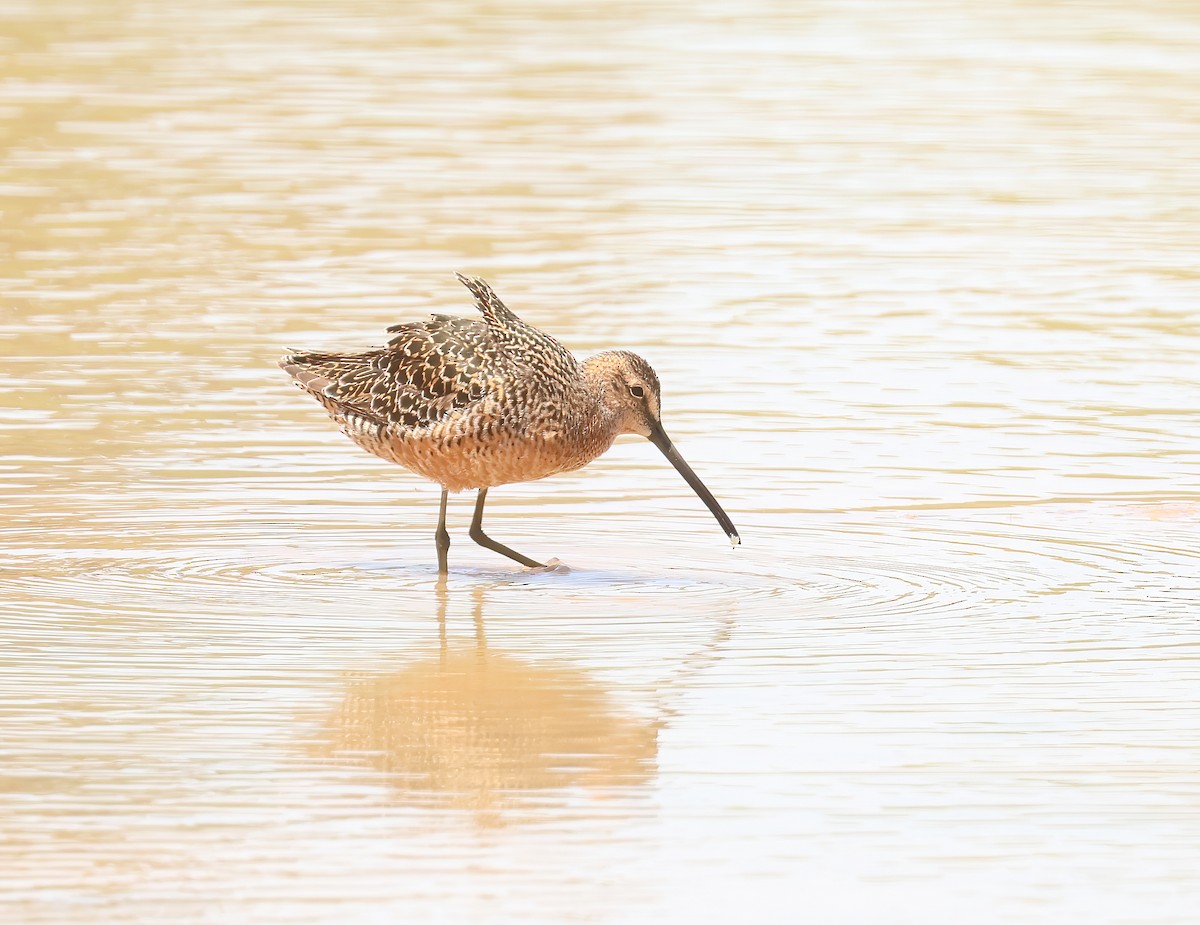 Long-billed Dowitcher - Jill Casperson