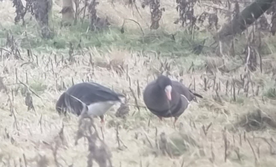 Greater White-fronted Goose - Liam Andrews