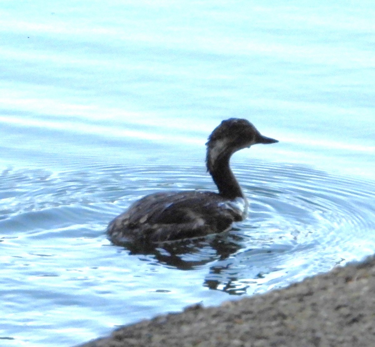 Eared Grebe - Bill Holland