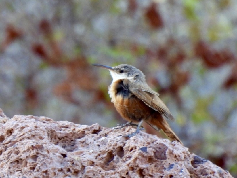 Canyon Wren - ML618485336