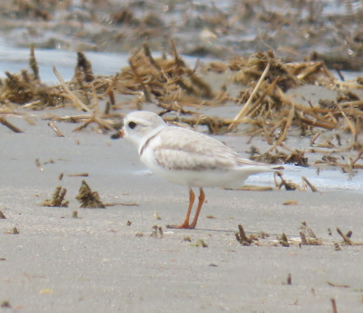 Piping Plover - ML618485347