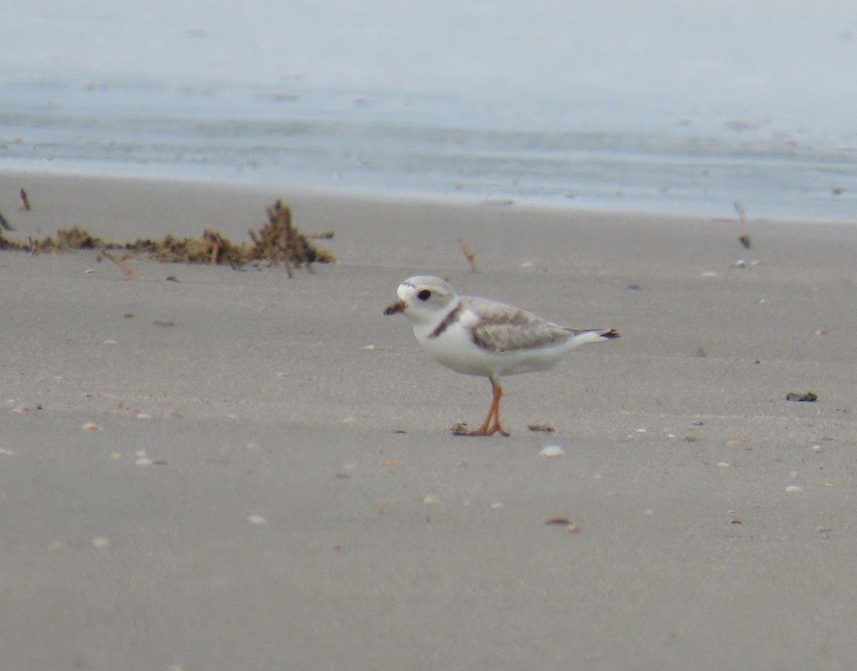 Piping Plover - ML618485348