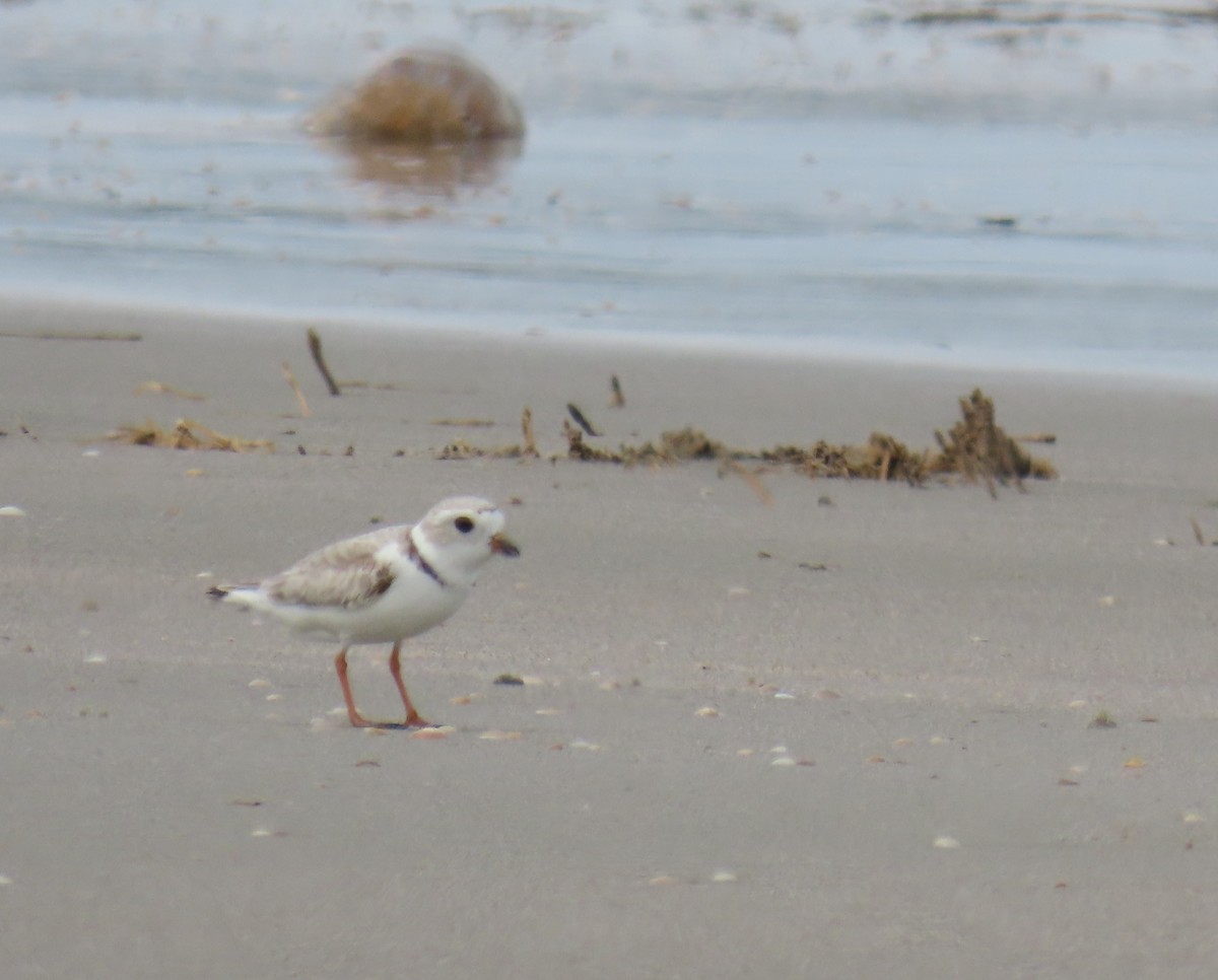 Piping Plover - ML618485349