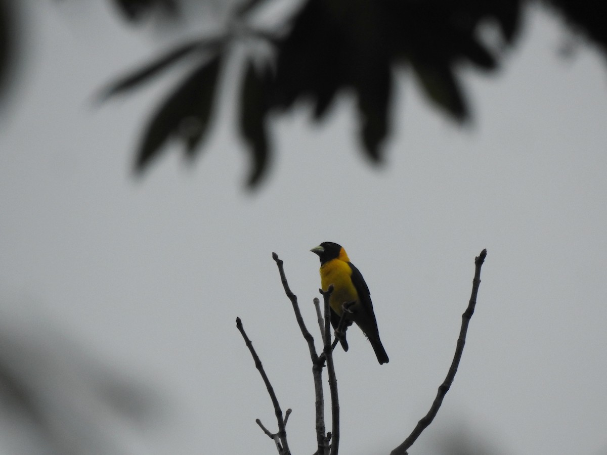 Collared Grosbeak - ML618485354