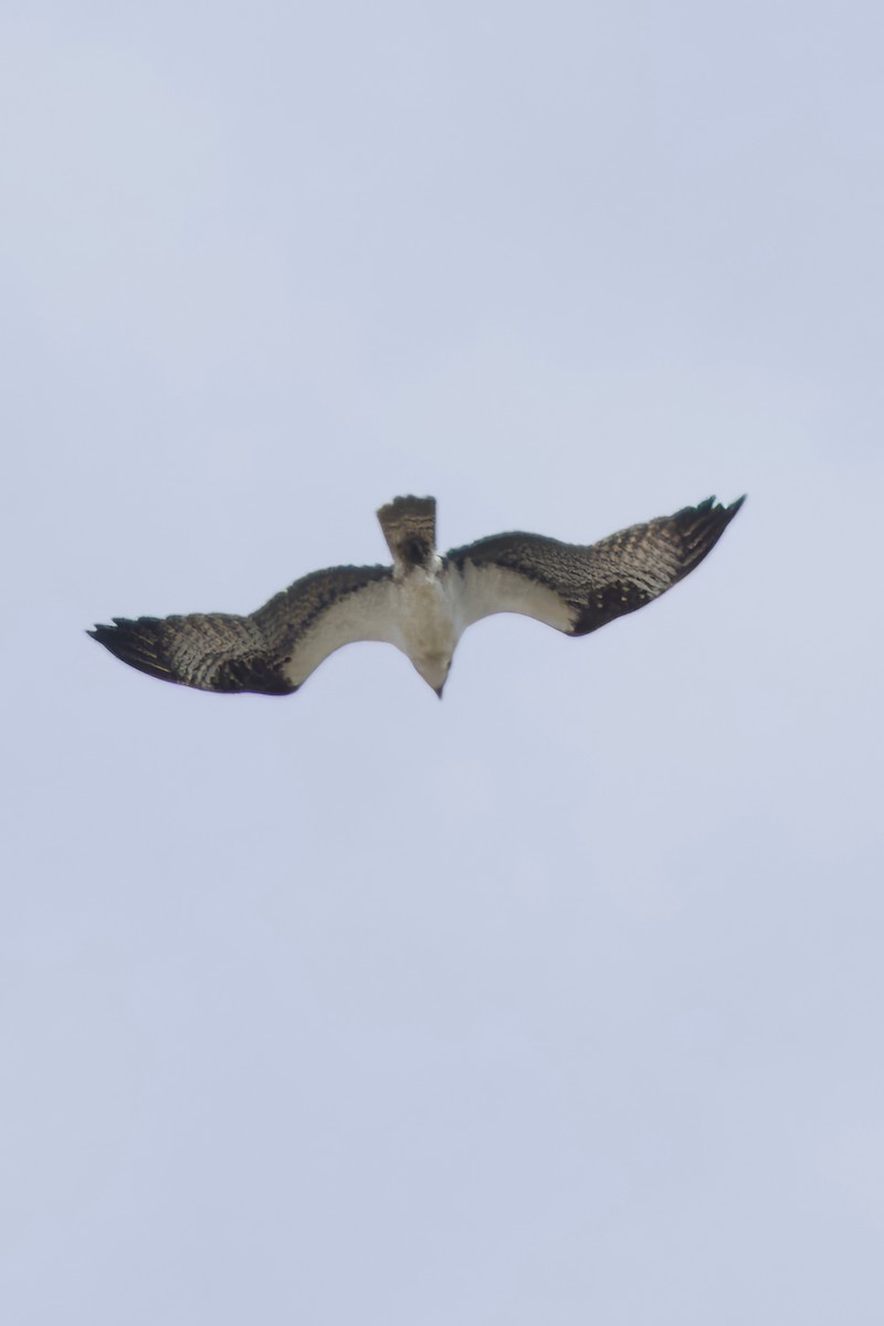 Osprey - ML618485356