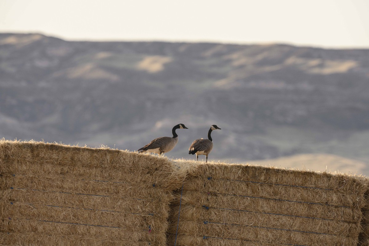 Canada Goose - ML618485431