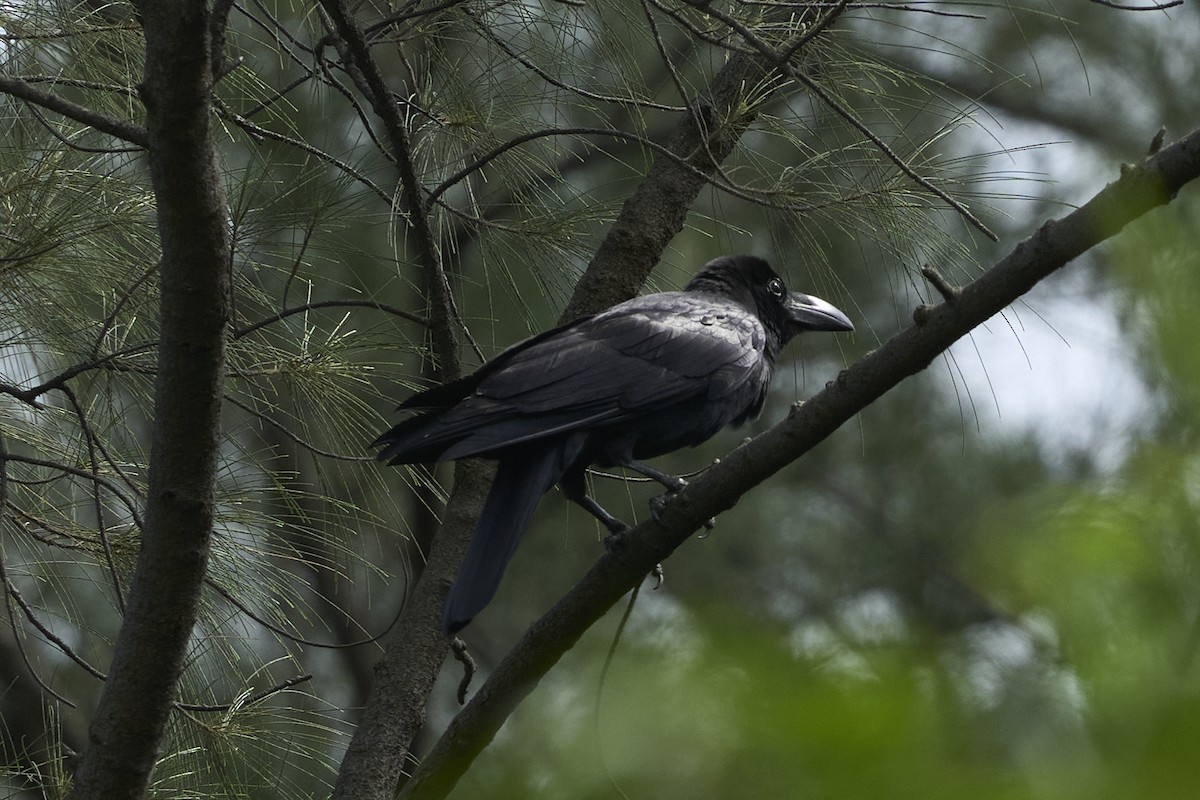 Corbeau à gros bec - ML618485437